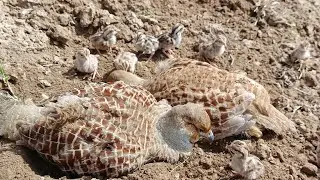 Partridge with baby plying | Partridge chicks