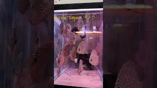 Магазин аквариумных рыбок 🐠 #жиза #обзор #аквариум
