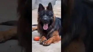#animalowner #germanshepherd #gsds #catcute #horse #doglove #horsetrack #dogowners