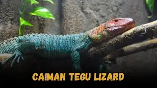 Caiman tegu lizard, The Best Pet Lizard Buying Cost, Diet, Care Sheet Guide for Beginners