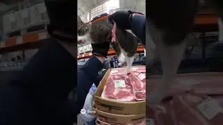 Cat Arrested for Stealing Meat  | Real Cam Footage #animalshorts #funny #police #viral #automobile