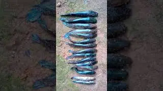 Wait for it | Snake head fishing #trending #shorts #fishing