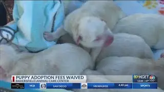 Puppy adoption fees waived at the Bakersfield Animal Care Center