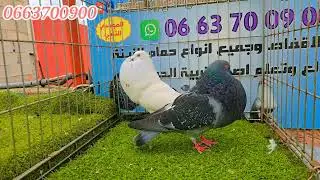36 حمامة ليوم الخميس اجي تفرج و تولع 🥇🌧
