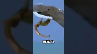 Eagle Fights Snake Mid Air!!! Sea Snake vs Eagle!!! #animals #wildlife #snake #eagles #fight