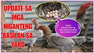 🐓Lalong Gumaganda! Latest Update sa mga Higanteng Basilan na mga Manok 