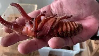 Dynastes hercules hercules - Die ersten männlichen Puppen