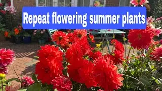 Repeat flowering summer plants #summergarden #ukgardening #summerflower #flowergarden #gardeninguk 