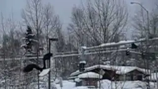 Bald eagle swooping in on prey