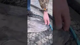 Sturgeon Fishing On The Sacramento River