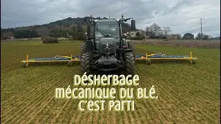 C’est propice, je désherbe le blé à la herse étrille