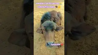 beautiful buffalo baby 🦬😍#cuteanimals #youtubeshorts #cute #buffalo