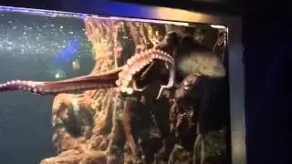 Acuario de santa pola