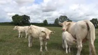 Cockerington Poll Charolais Cattle 2016