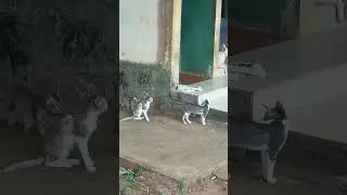 😻😺🐱#trending #funny #bgm #rowdy #cat #comedycatvideo