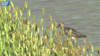 Birdwatching in Northern Greece - the Nestos region