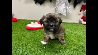 🐶 Lhasa Apso 🐶 teefje 🐶 PUP ID 010673614 🐶