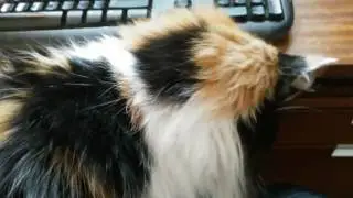 Purrs