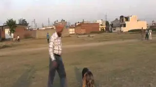ASHOK CHEEMA DOG TRANING CENTER MGG. PUNJAB