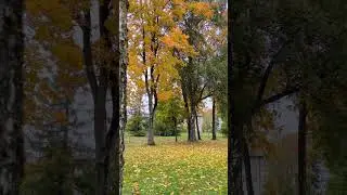 Autumn Magic: Autumn Vibes:Colors, Calm, and Cozy Days #shorts #autumn #nature #naturelovers #reels