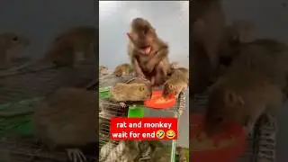 Baby monkey Vs group rat eating fire funny fitting looked view end || #monkey #ratfunnyvideo #shorts