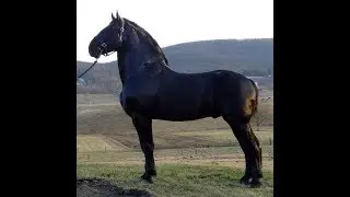 black percheron horse