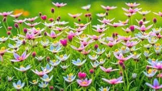 (No Ads) Spring Renewal Relaxing Music 🌿 Music Therapy to Soothe Anxiety and Restore Inner Peace