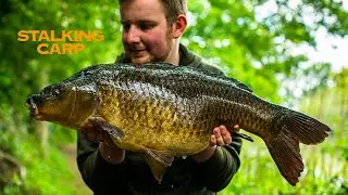STALKING CARP OUT OF THE EDGE - CARP FISHING