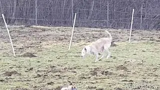 3 Bein Podenca Besa im M&auml;use - Wonder - Land