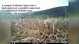 Sandhill Cranes - Friends of LADD MARSH final