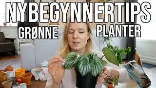 GR&Oslash;NNE PLANTER | Tips for NYBEGYNNERE