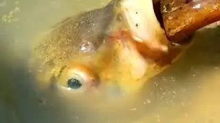 Amazing Hunting   Big Fish Eating Eel Fish   Hunting Fish