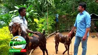 ആടൊരു അത്ഭുതമായി തോന്നിയത് ഇപ്പോഴാണ് !!!! #jantm_Goat_Farming_Video