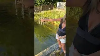 @jonsnaturalswimmingpooljou4454  takes us on a little journey around their natural swimming pool