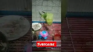 #investing😂 #short #youtubeshorts #parrot #talkingparrot #cute