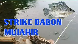 Strike Babon Mujahir ( Umpan Lumut murni ) @CaganaGo