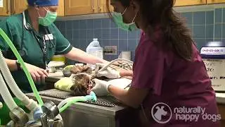 Pet insurance: how to choose the right one