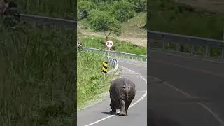 The greatest encounter of a giant hippo walking on the main road. You need to see this 🙆🙆