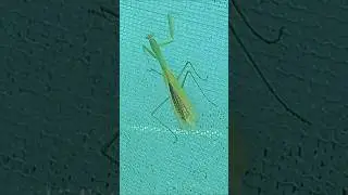 Mantis #ytshorts