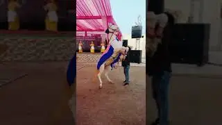 Horse Dance in Punjabi Marriage | Wedding Dance