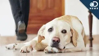 Your Dog Forgets You When You Leave