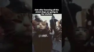 next level memes 6/100