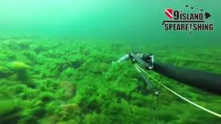 Spearfishing the Colorado River in Nevada - 9th Island Spearfishing