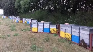 Extraction de La miell&eacute;e de tournesol 🌻 2021