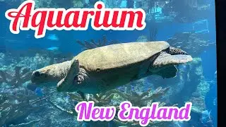 New England Aquarium Boston Massachusets USA full tour
