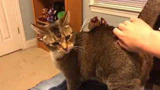 Purra’s reaction to butt scratches