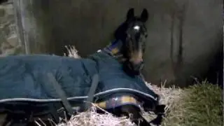 Best Horse Playing 'Dead'!!