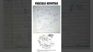 Fasciola hepatica  | Life Cycle