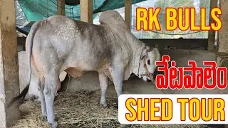 R K Bulls | Vetapalem | షెడ్ టూర్| 27-4-2024| Revised Shed Tour  | Bulls Of Andhra