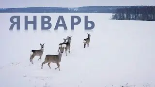 Январь в лесу. January in Forest.